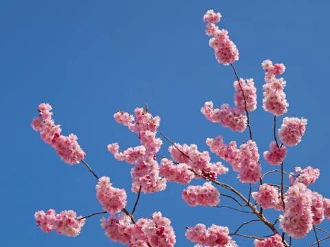Colorful pink spring tree blossom against a blue sky. Stock Photos