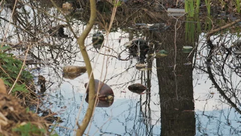 Colorful plastic bottles of drinks float in the water and clog the environment 스톡 동영상 106824232