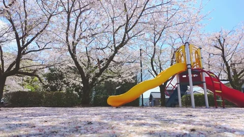 Colorful playground slide surrounded by cherry blossoms in full bloom Vídeos de archivo 332182084