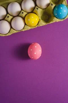 Colorful polka dot Easter eggs in egg tray on purple violet plain background Stock Photos