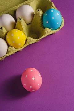 Colorful polka dot Easter eggs in egg tray on purple background, greeting card Stock Photos