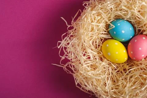 Colorful polka dot Easter eggs in wooden nest on pink purple plain background Stock Photos