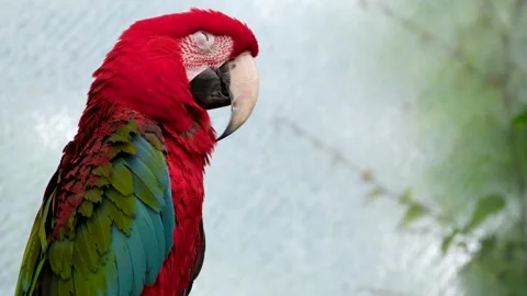 Colorful portrait of Amazon red macaw parrot against jungle. Side view of wild Stock Footage 258942496