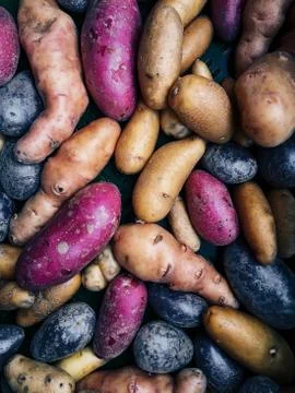 Colorful potatoes on display Stock Photos