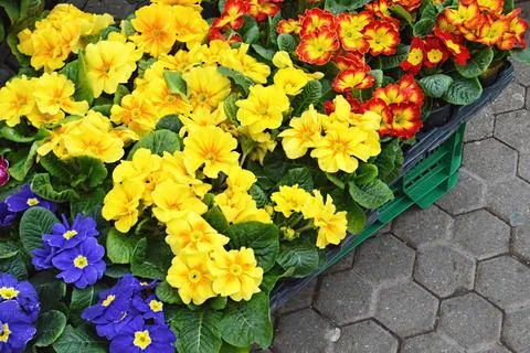 Colorful primroses Stock Photos