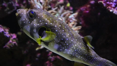 A colorful puffer fish  Stock Footage 210240626