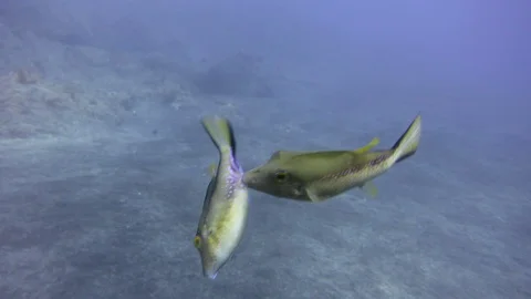Colorful puffer fish mating Vidéo 95949207