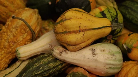 Colorful pumpkin. Lots of pumpkins of different shapes. Video stock 269912686