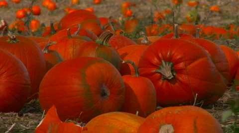 Colorful pumpkin patch on a bright day. Video stock 536022