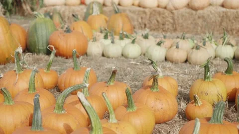 Colorful pumpkin patch with hay bales, slow pan Stock Footage 139503103