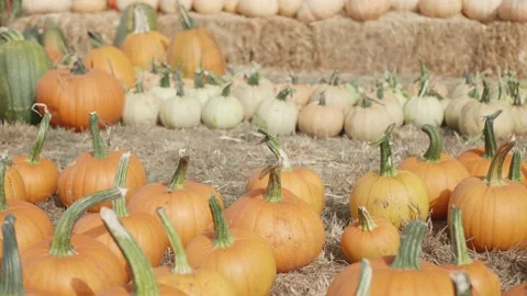 Colorful pumpkin patch at the start of fall Stock Footage 139503051