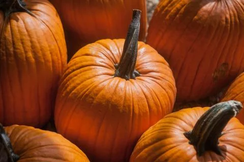 Colorful pumpkins collection on the market Stock Photos