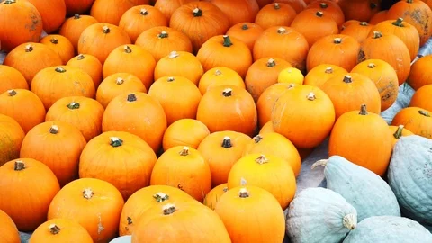 Colorful pumpkins next to each other Stock Footage 118229506