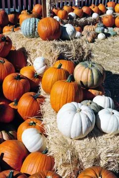 Colorful pumpkins Stock-Fotos