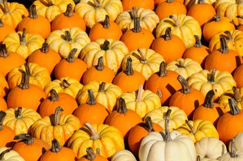 Colorful Pumpkins Stock Photos