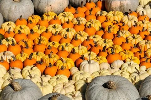 Colorful Pumpkins Stock Photos
