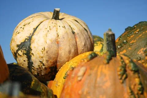 Colorful pumpkins Stock Photos