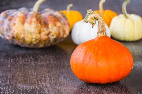 Colorful pumpkins Stock-Fotos
