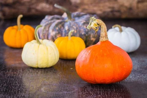 Colorful pumpkins Stock Photos