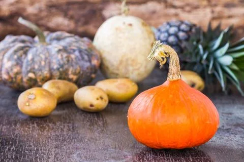 Colorful pumpkins Stock Photos