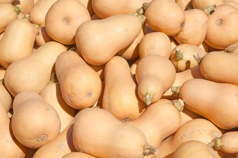 Colorful pumpkins Stock Photos