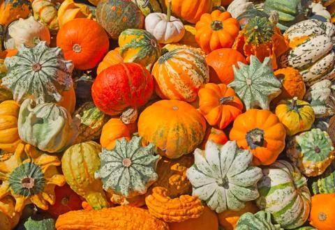 Colorful pumpkins Stock Photos