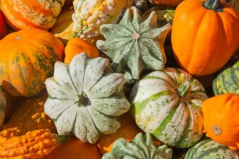 Colorful pumpkins Stock Photos
