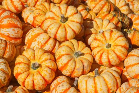 Colorful pumpkins Stock Photos