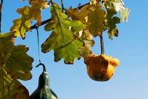 Colorful pumpkins Stock Photos