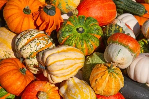 Colorful pumpkins Stock Photos