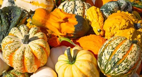 Colorful pumpkins Stock Photos