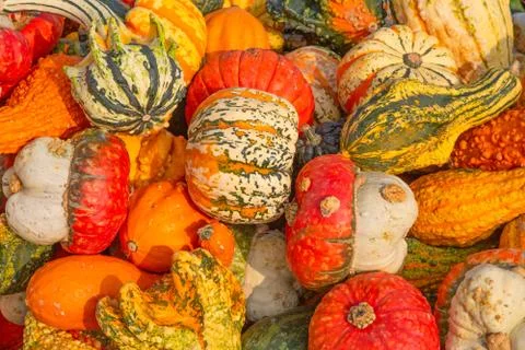 Colorful pumpkins Foto stock