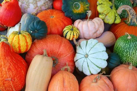 Colorful pumpkins Stock Photos