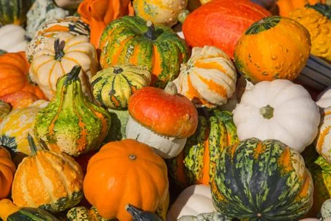 Colorful pumpkins Foto stock