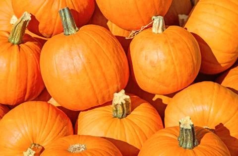 Colorful pumpkins Stock Photos