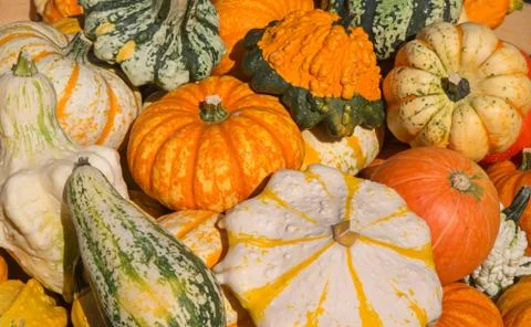 Colorful pumpkins Stock Photos