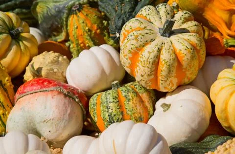 Colorful pumpkins Stock Photos