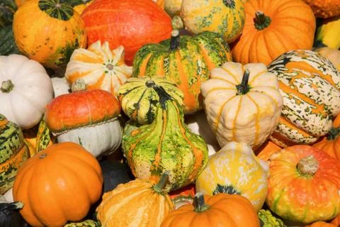 Colorful pumpkins Stock Photos