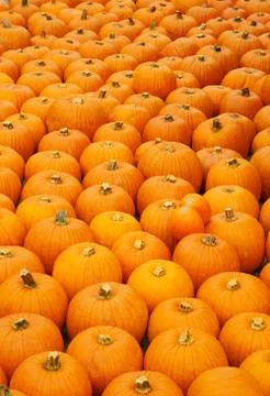 Colorful pumpkins Stock Photos