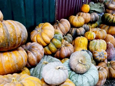 Colorful pumpkins Stock Photos
