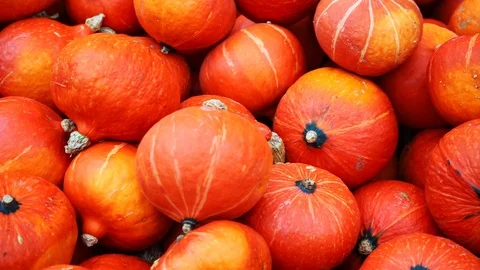Colorful pumpkins on a pile 2 Stock Footage 118229531