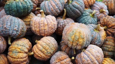 Colorful pumpkins on a pile Stock Footage 118229581