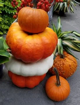 Colorful pumpkins in a stack 스톡 사진
