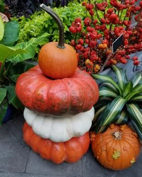 Colorful pumpkins in a stack Stock Photos