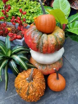 Colorful pumpkins in a stack Stock Photos