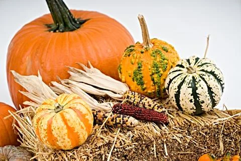 Colorful pumpkins on white background Stock Photos