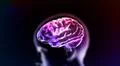 colorful purple brain in head Illustration