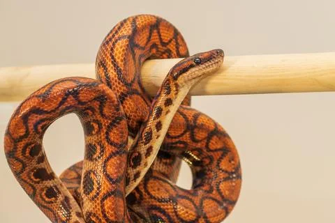 The colorful Python snake is curled into a ball on a piece of wood. 写真素材
