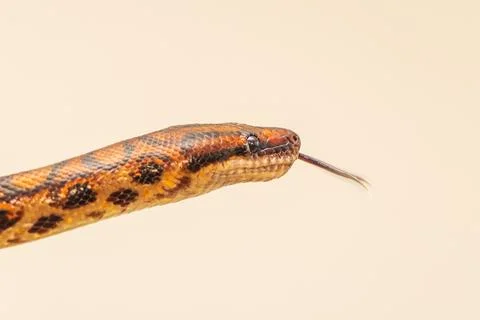 The colorful Python snake is curled into a ball on a piece of wood. Stock-Fotos