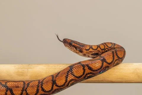 The colorful Python snake is curled into a ball on a piece of wood. Stock-Fotos